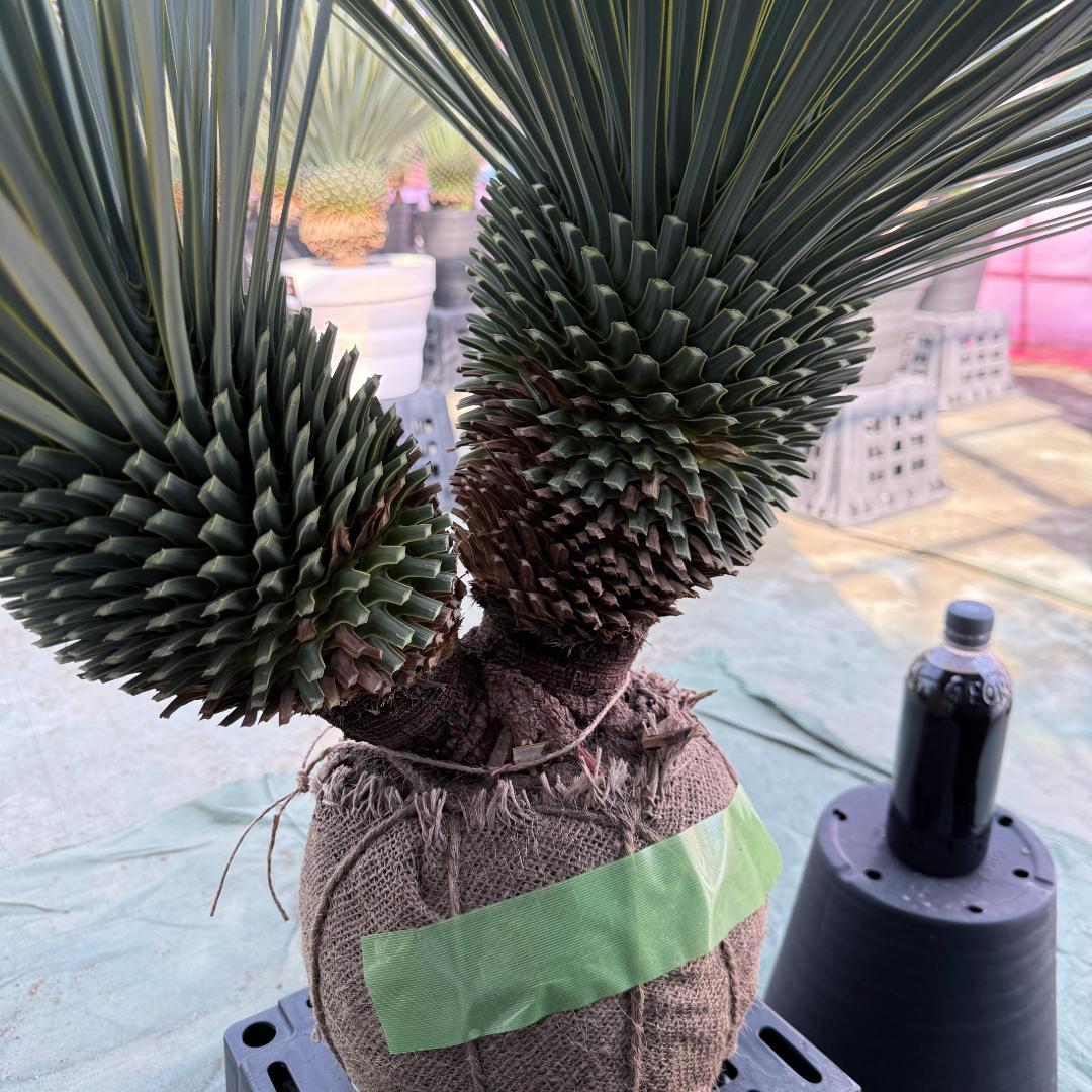 【AL1088】ユッカ　ロストラータ