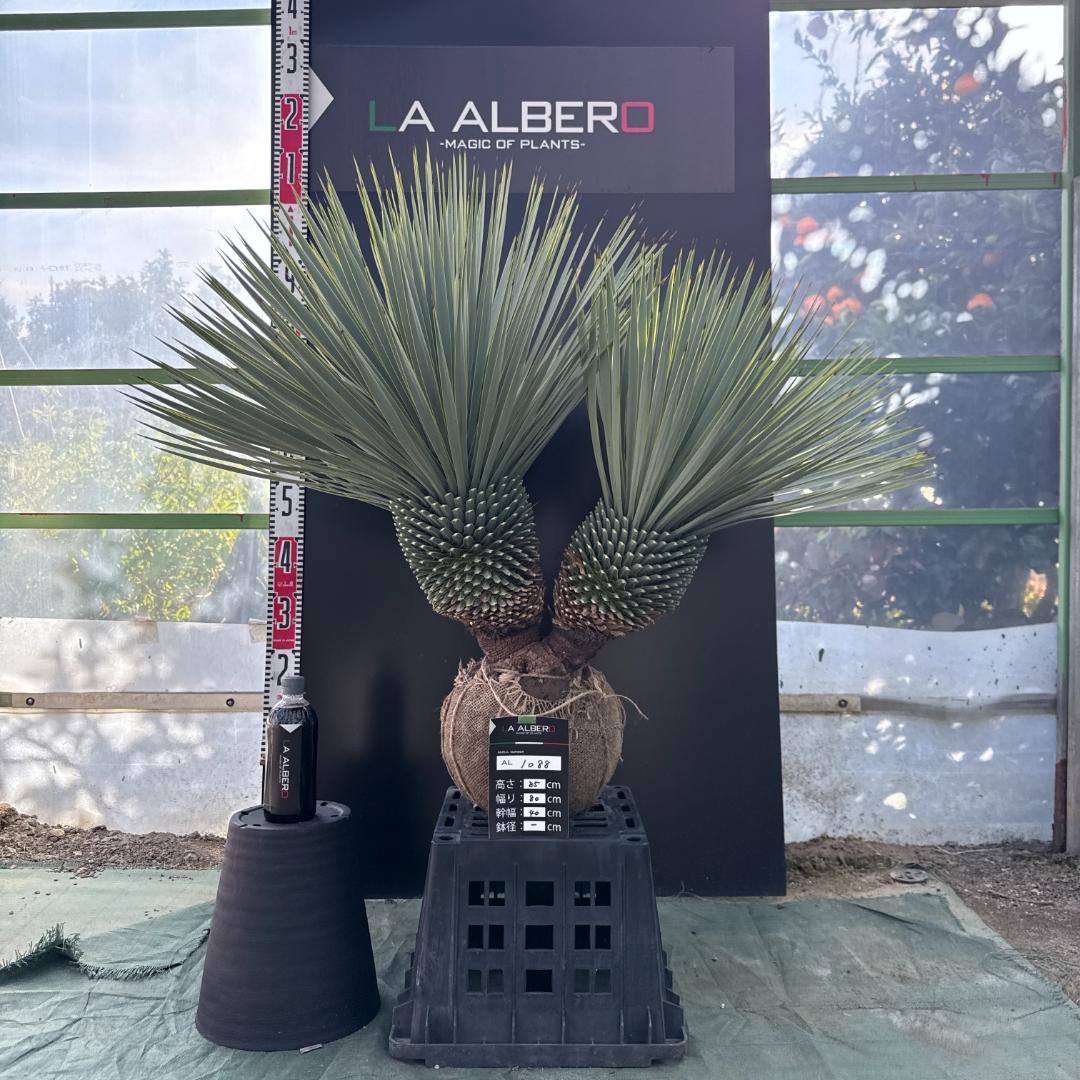 【AL1088】ユッカ　ロストラータ