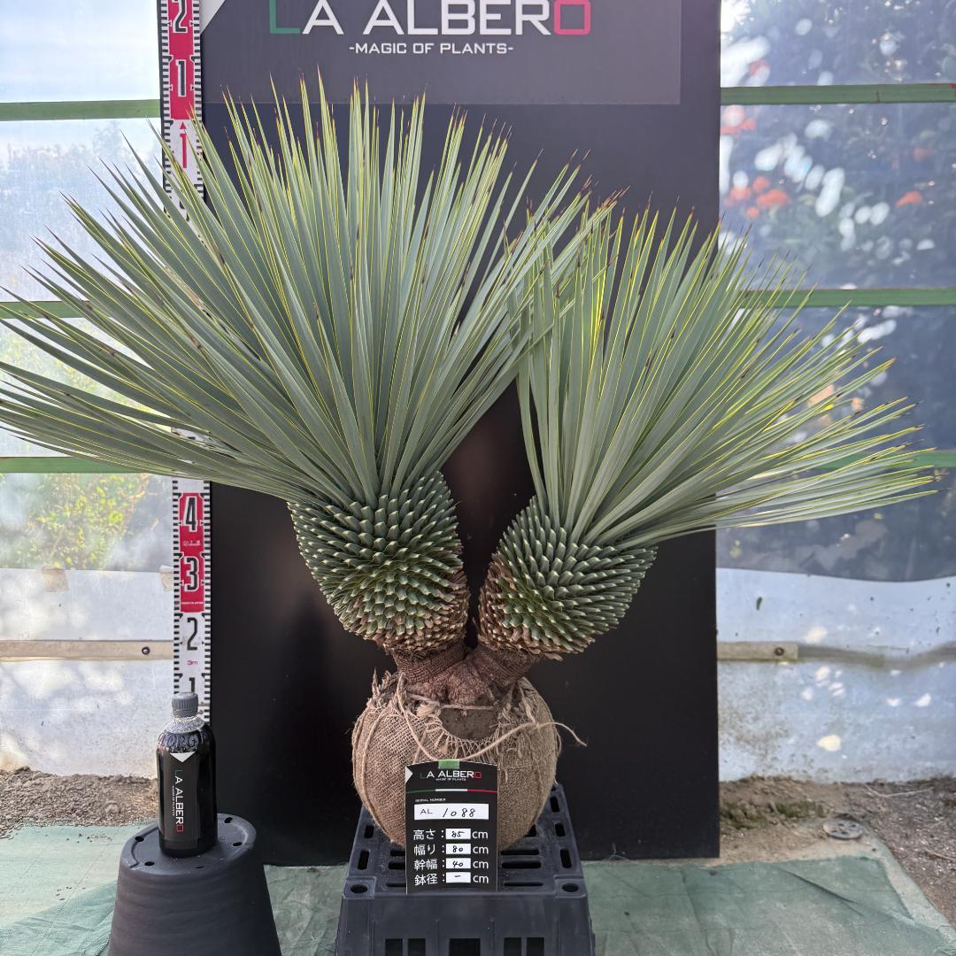 【AL1088】ユッカ　ロストラータ