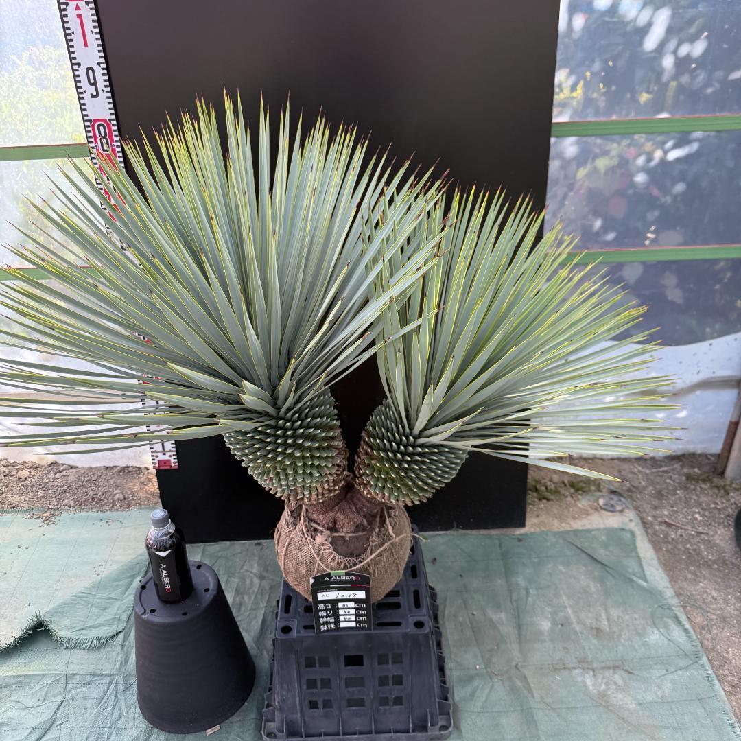 【AL1088】ユッカ　ロストラータ