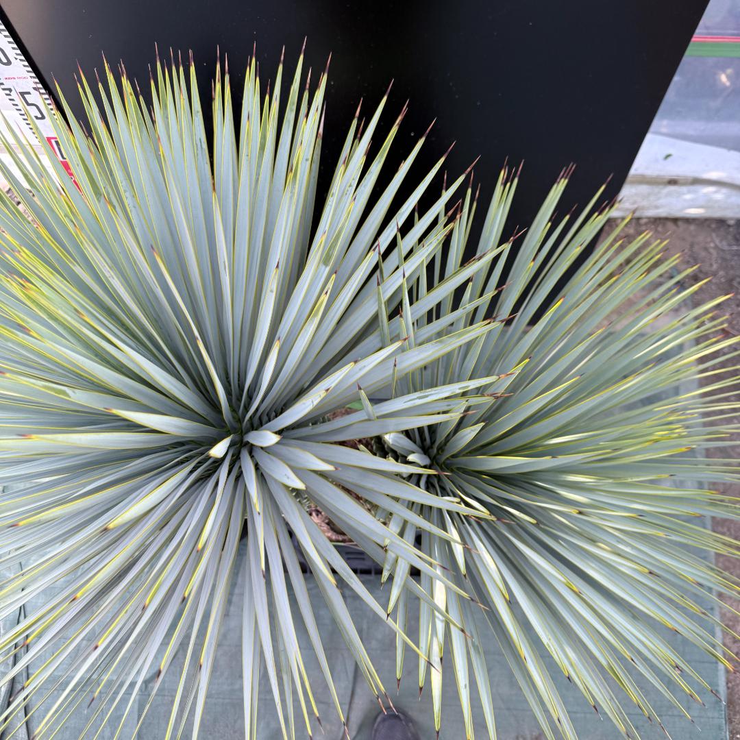 【AL1088】ユッカ　ロストラータ