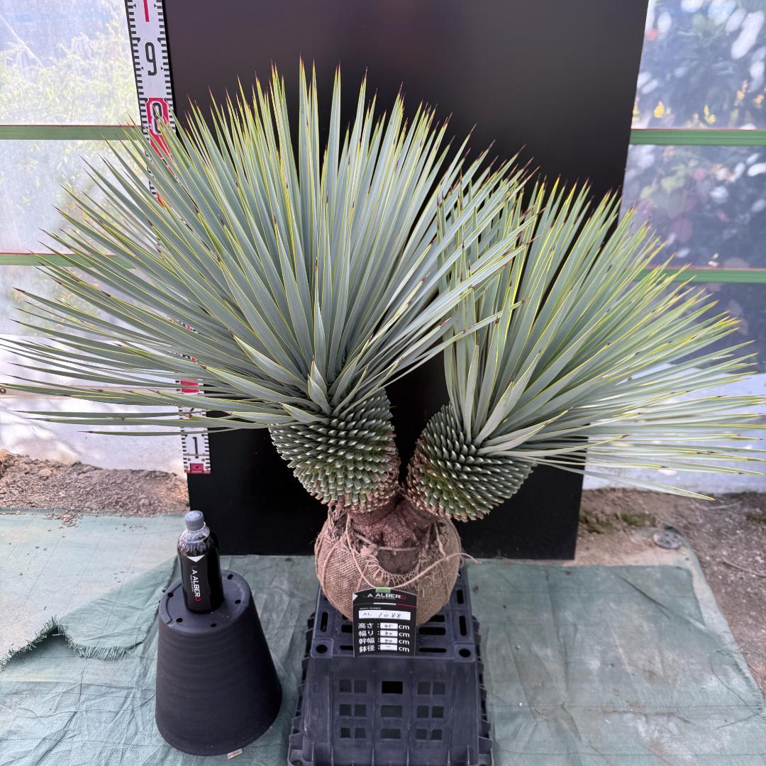 【AL1088】ユッカ　ロストラータ