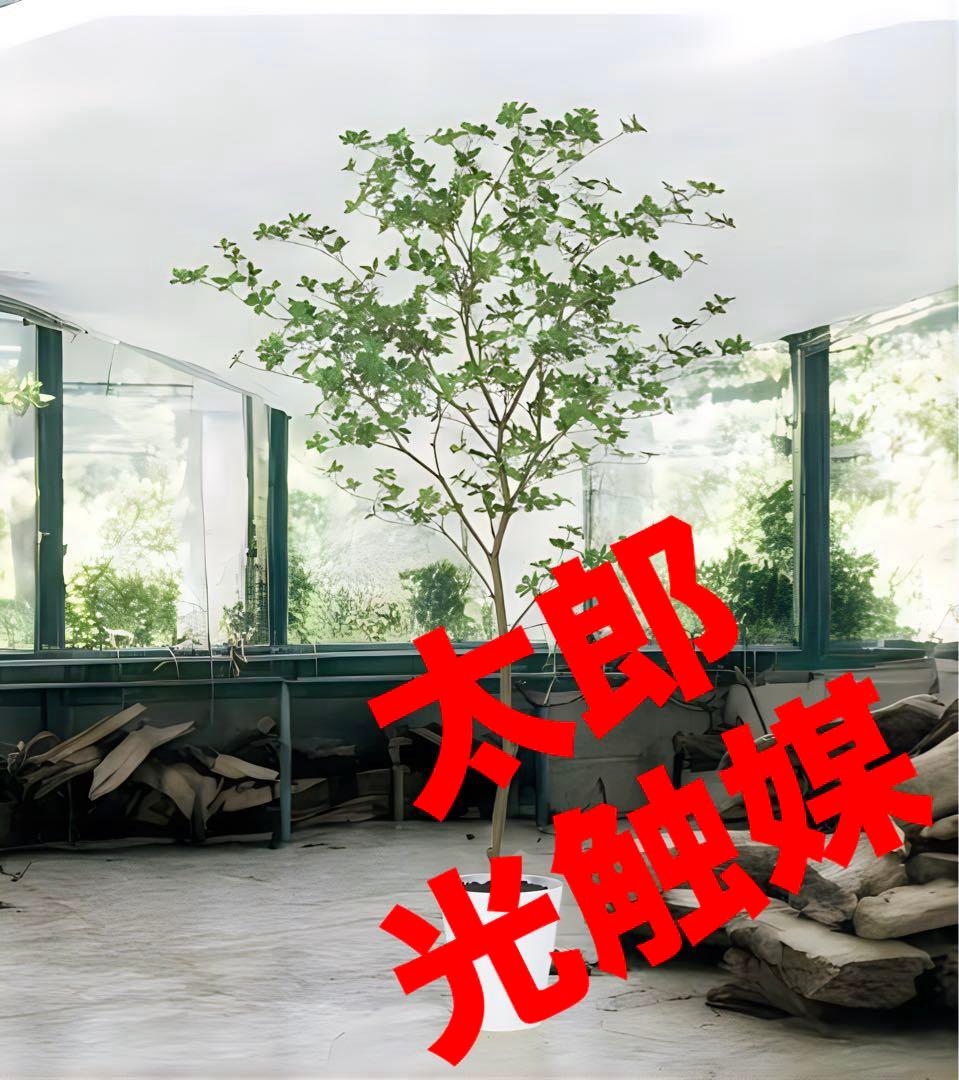 光触媒　人工観葉植物　ウ　フェイクグリーン　ドウダンツツジ200FST