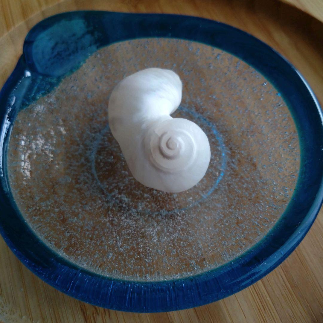 【希少】優美なお姿☆ ケオン パワーストーン 原石 イシカブラ 貝殻 標本 巻貝