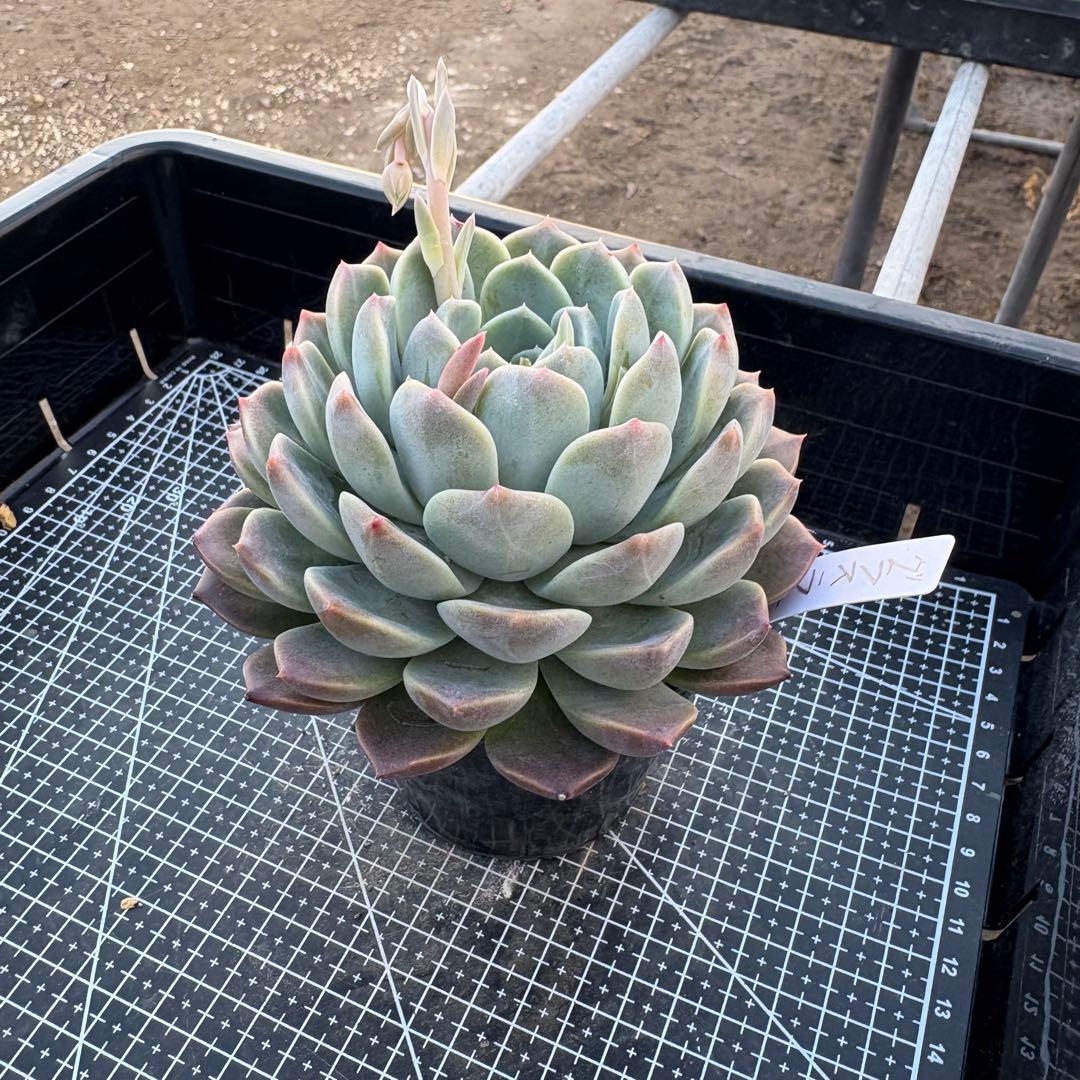 80 グラスランプ 特大 カット苗 多肉植物