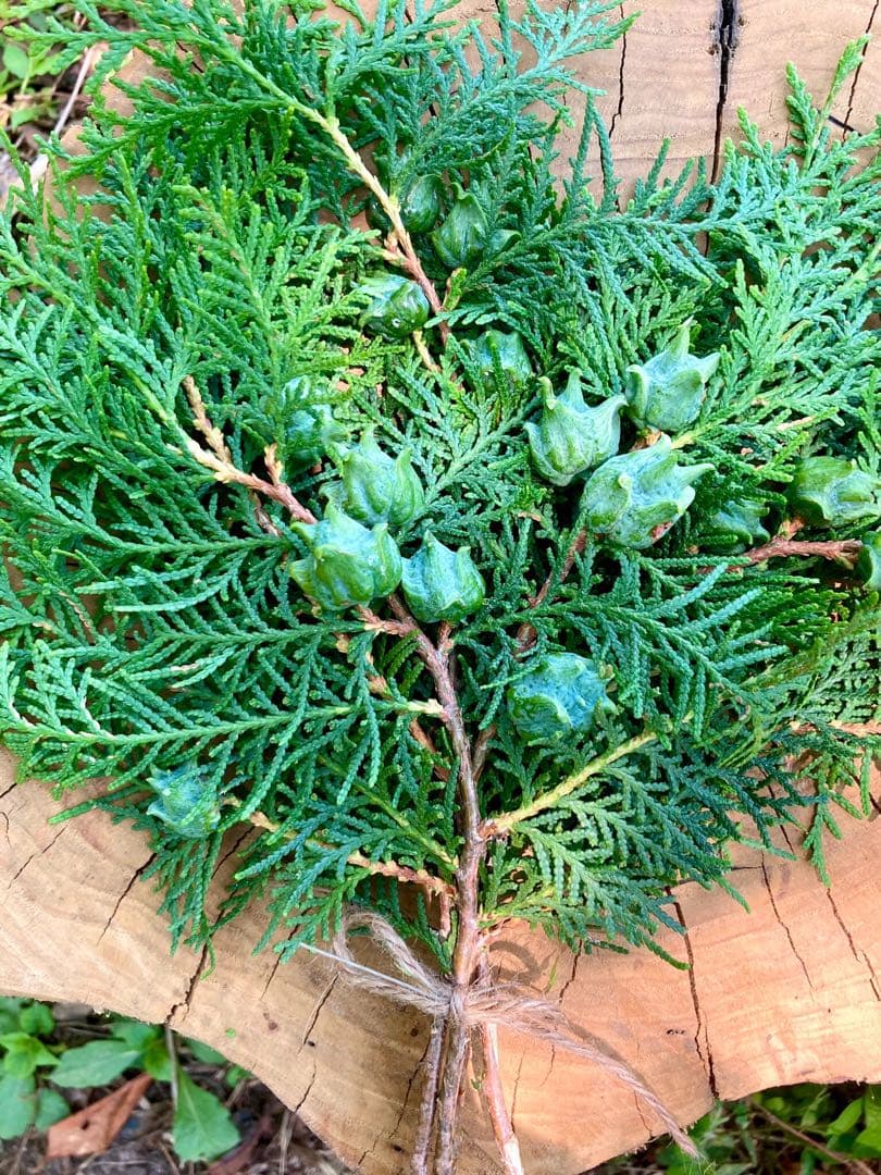 花材に！/天然ヒバ/ヒバぼっくり【金平糖のような可愛い実のついた枝葉】5〜6本