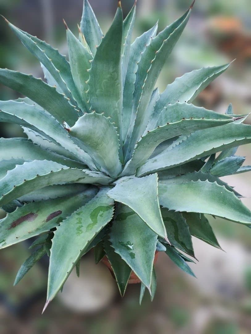 超大型アガベ　アリゾニカ　傷葉　葉裂け有、下葉カット　160サイズで梱包予定です
