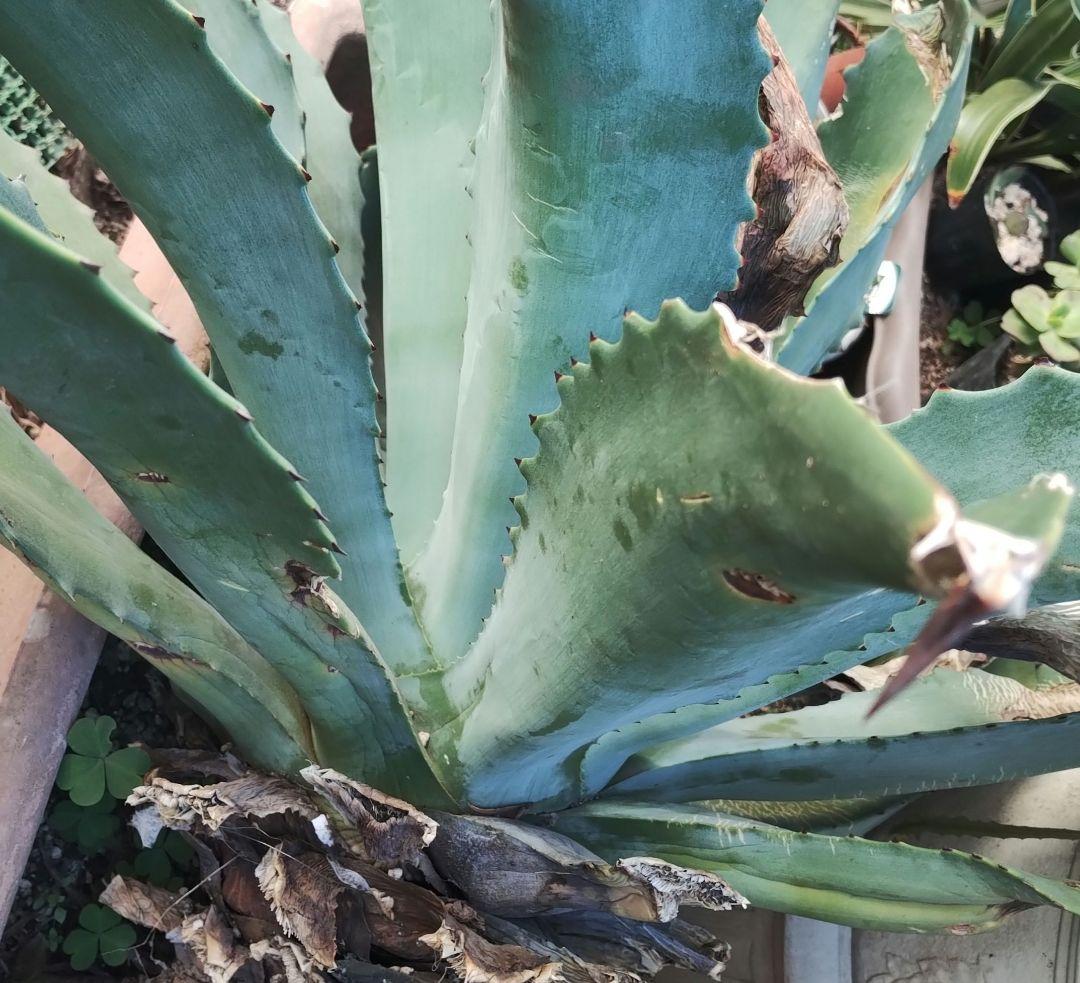 超大型アガベ　アリゾニカ　傷葉　葉裂け有、下葉カット　160サイズで梱包予定です