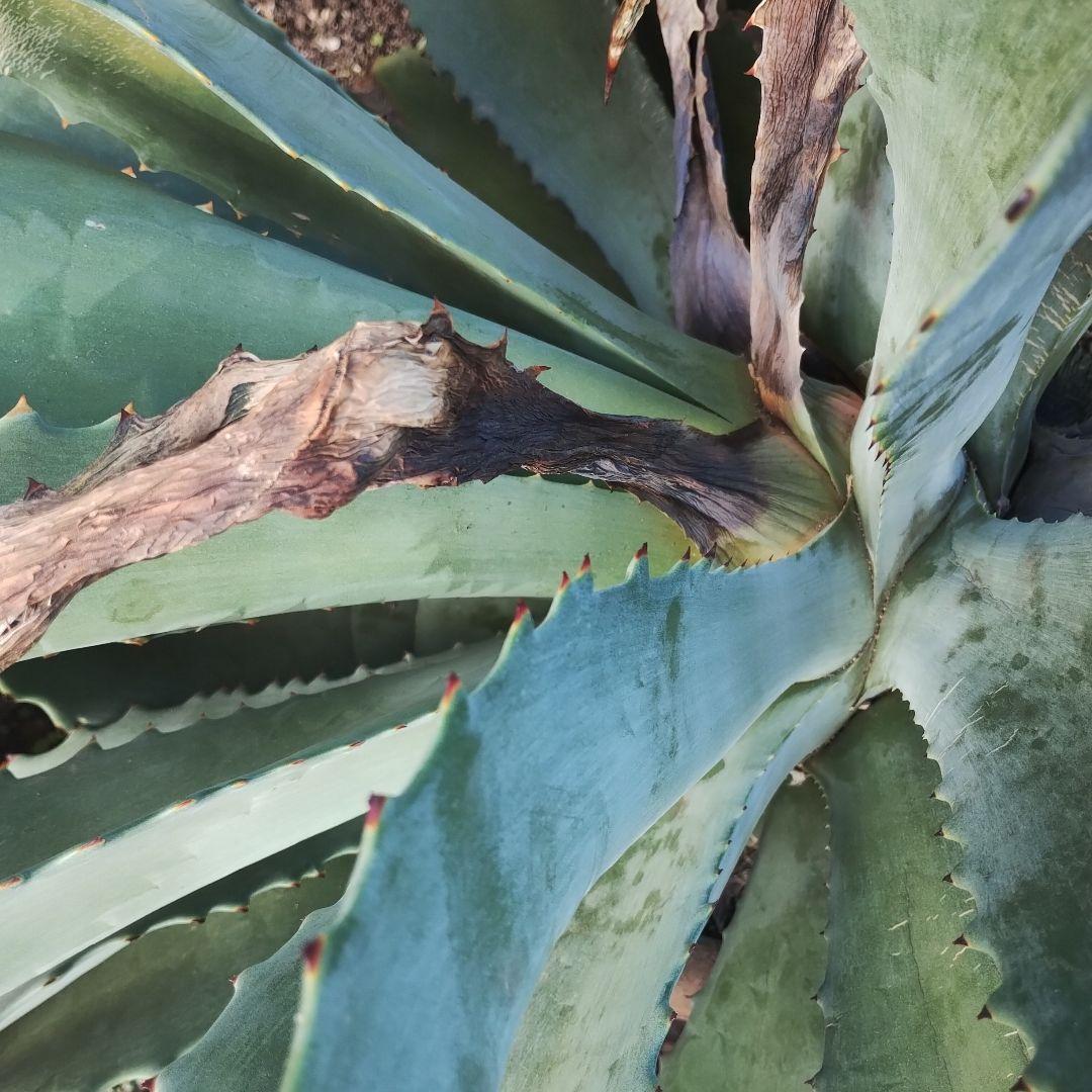 超大型アガベ　アリゾニカ　傷葉　葉裂け有、下葉カット　160サイズで梱包予定です
