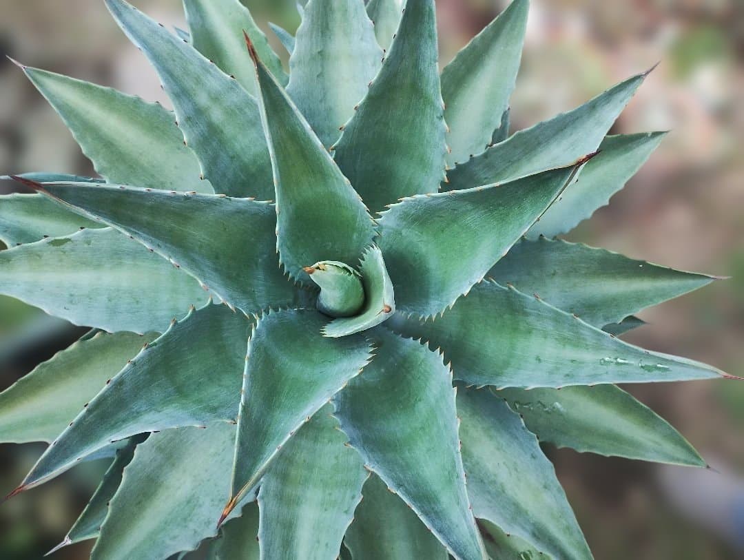 超大型アガベ　アリゾニカ　傷葉　葉裂け有、下葉カット　160サイズで梱包予定です