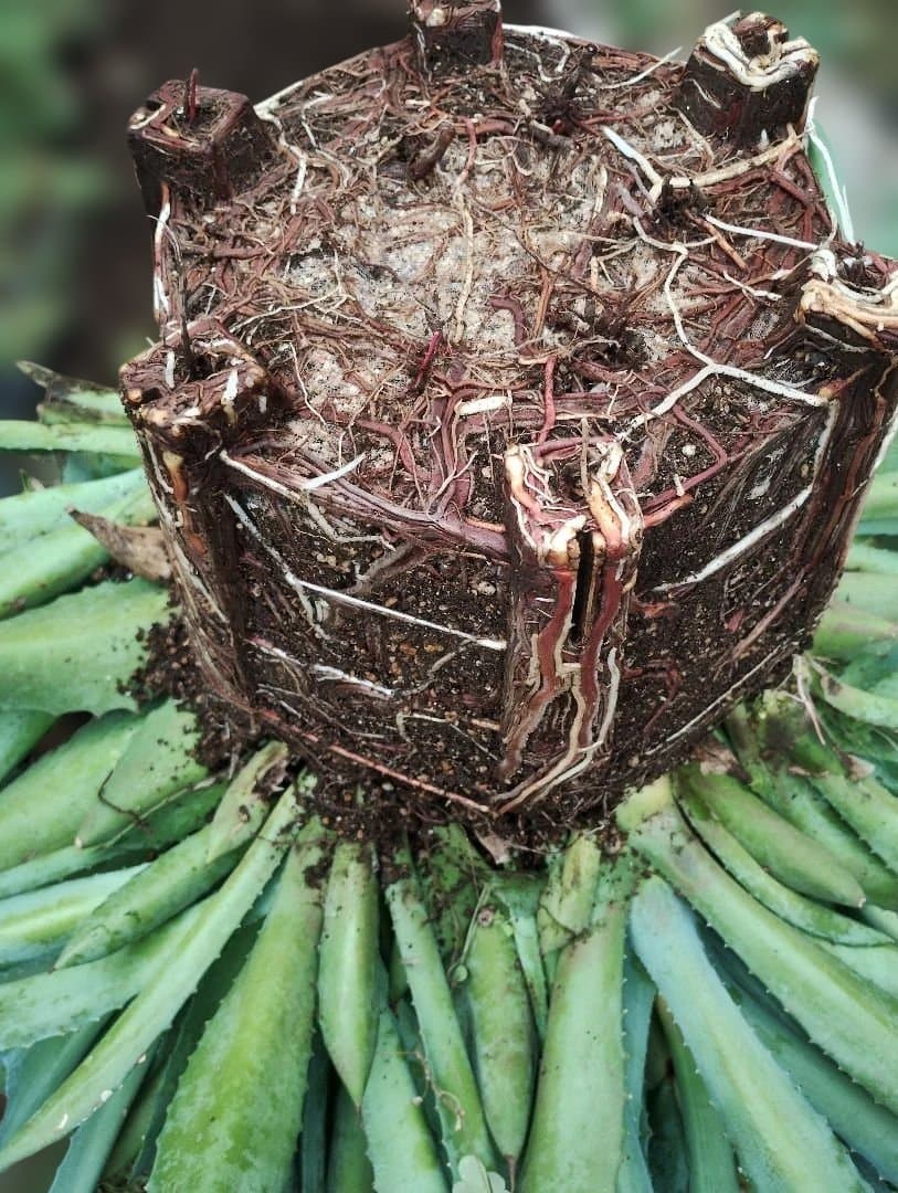 超大型アガベ　アリゾニカ　傷葉　葉裂け有、下葉カット　160サイズで梱包予定です