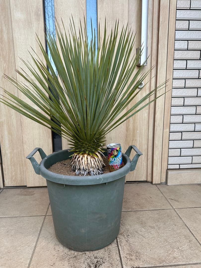 美形　ユッカロストラータ　ドライガーデン　シンボルツリー　ガーデニング　シルバー