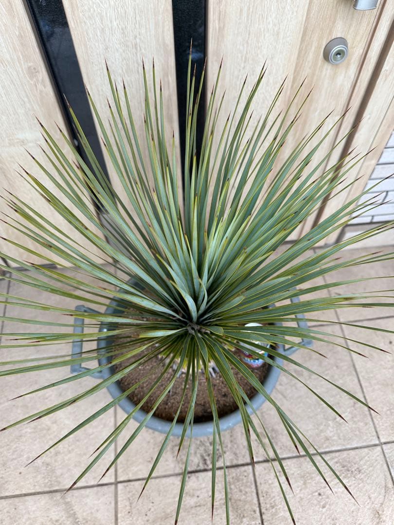 美形　ユッカロストラータ　ドライガーデン　シンボルツリー　ガーデニング　シルバー