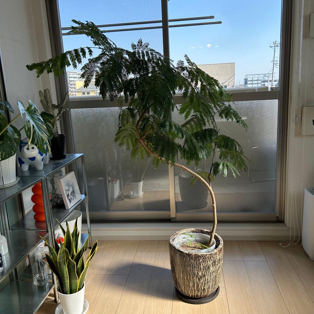 引取限定！【高級鉢カバー付き】大型エバーフレッシュ　観葉植物　曲がり