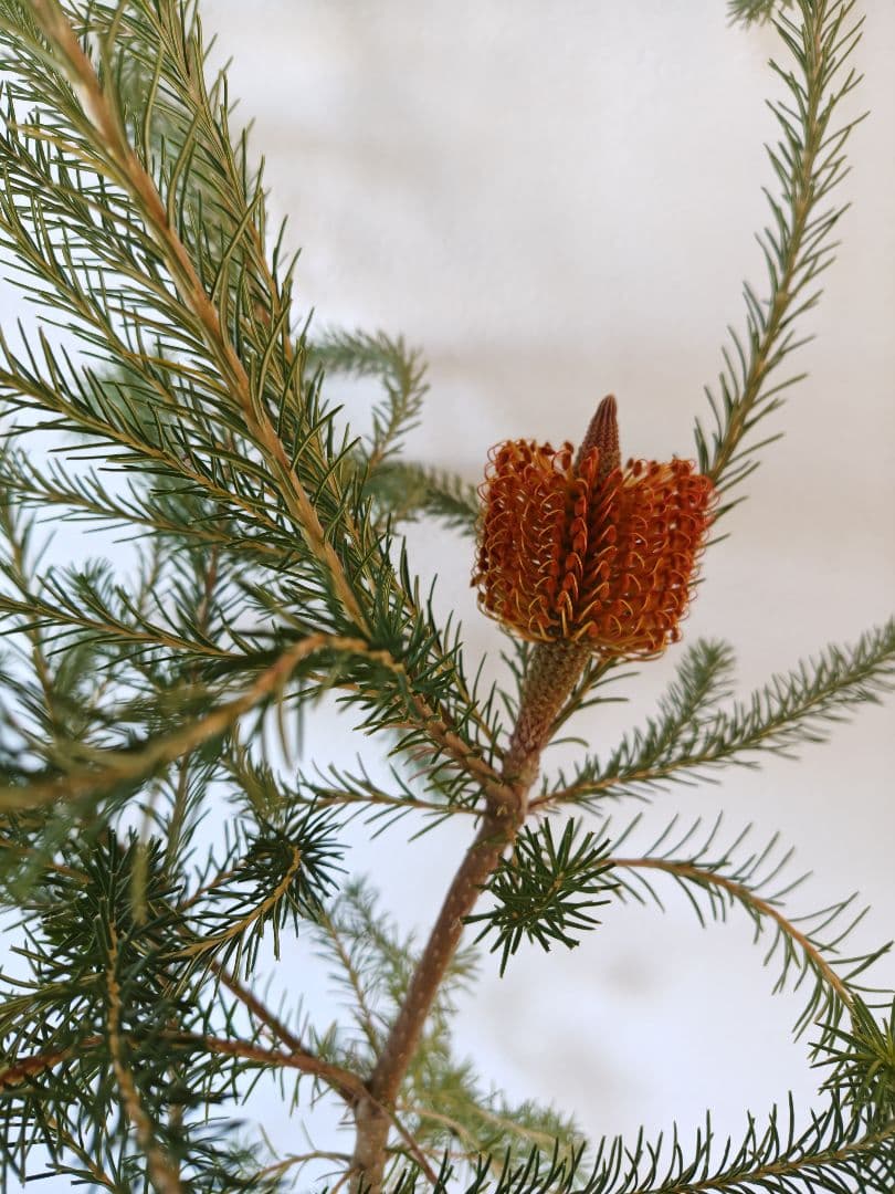 ヒースバンクシア　花付き　大株