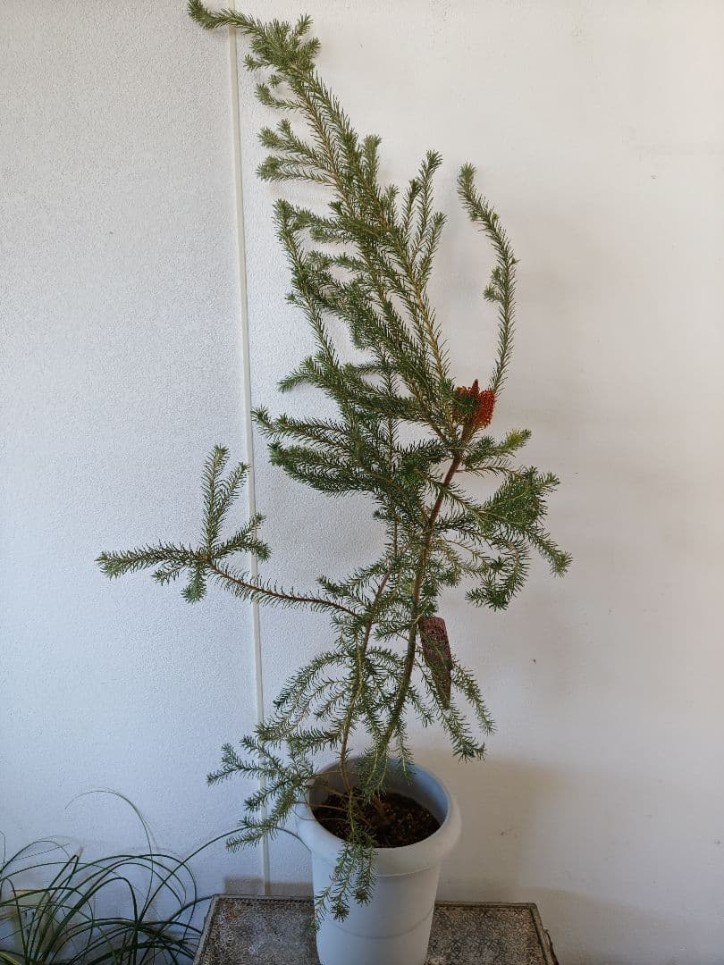 ヒースバンクシア　花付き　大株