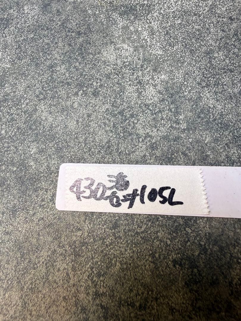 センナ　メリディオナリス　海外実生　発根済み　430