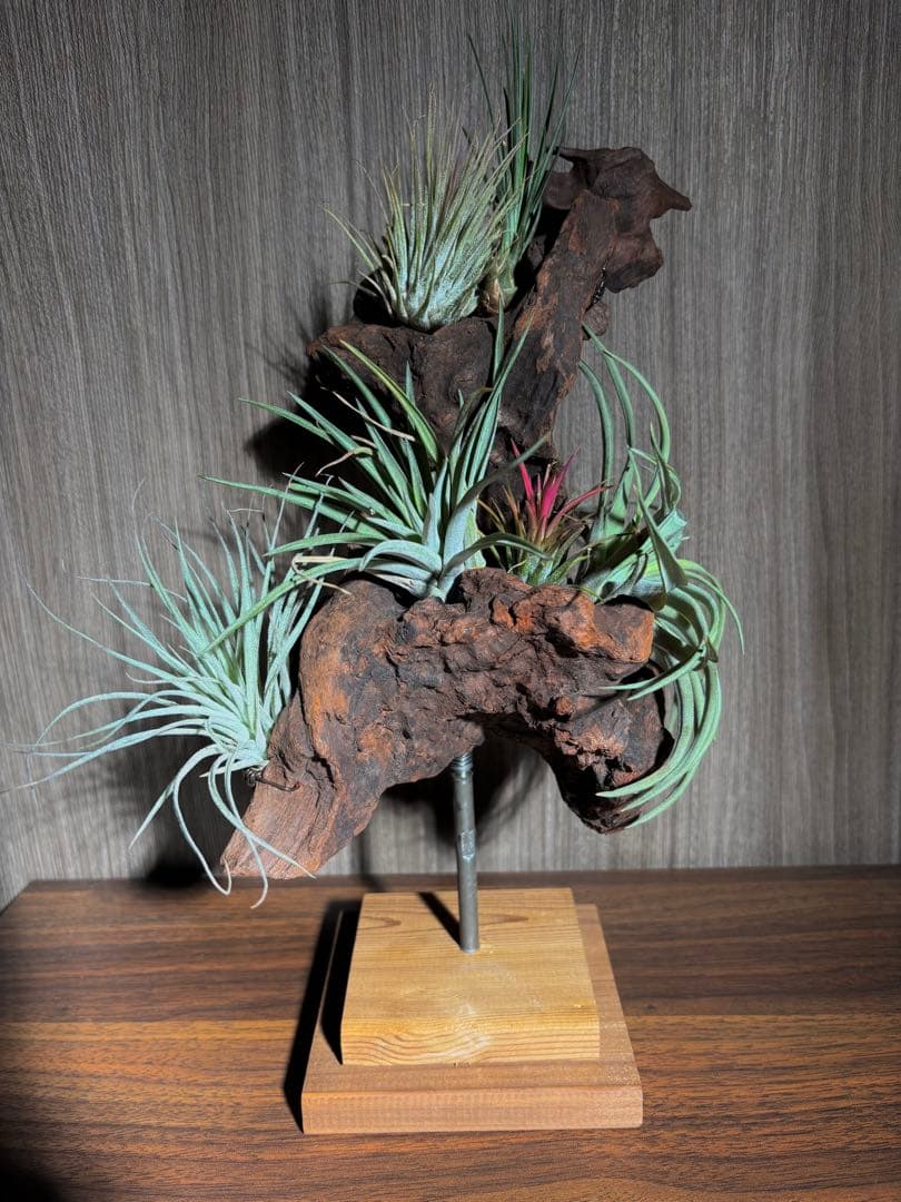 エアープランツ流木インテリア