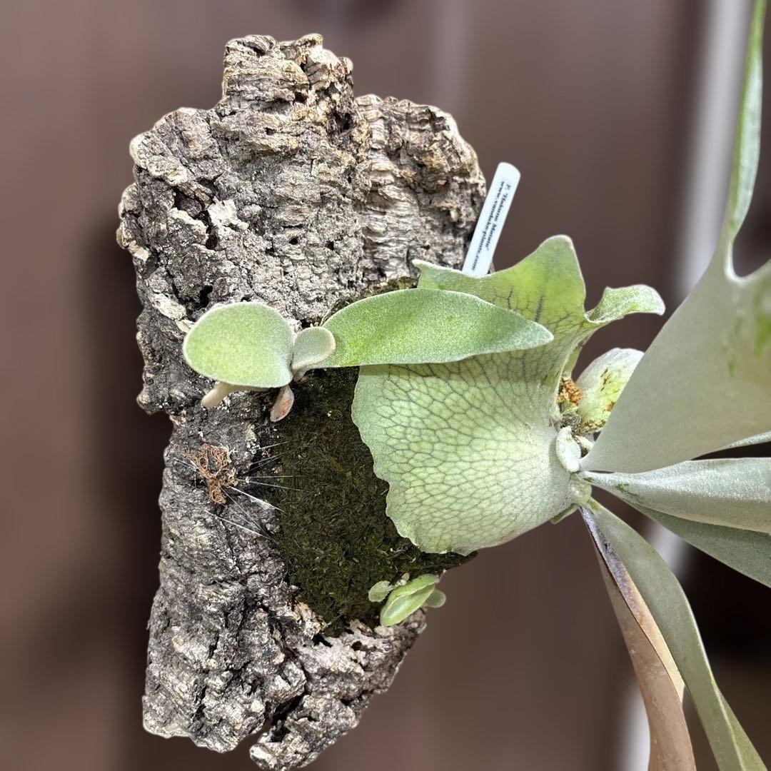 ビカクシダ ハクナマタタ（vandaka）　子株付き