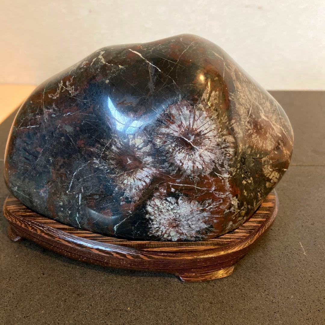 菊花石　★ 鑑賞石　菊花石　水石