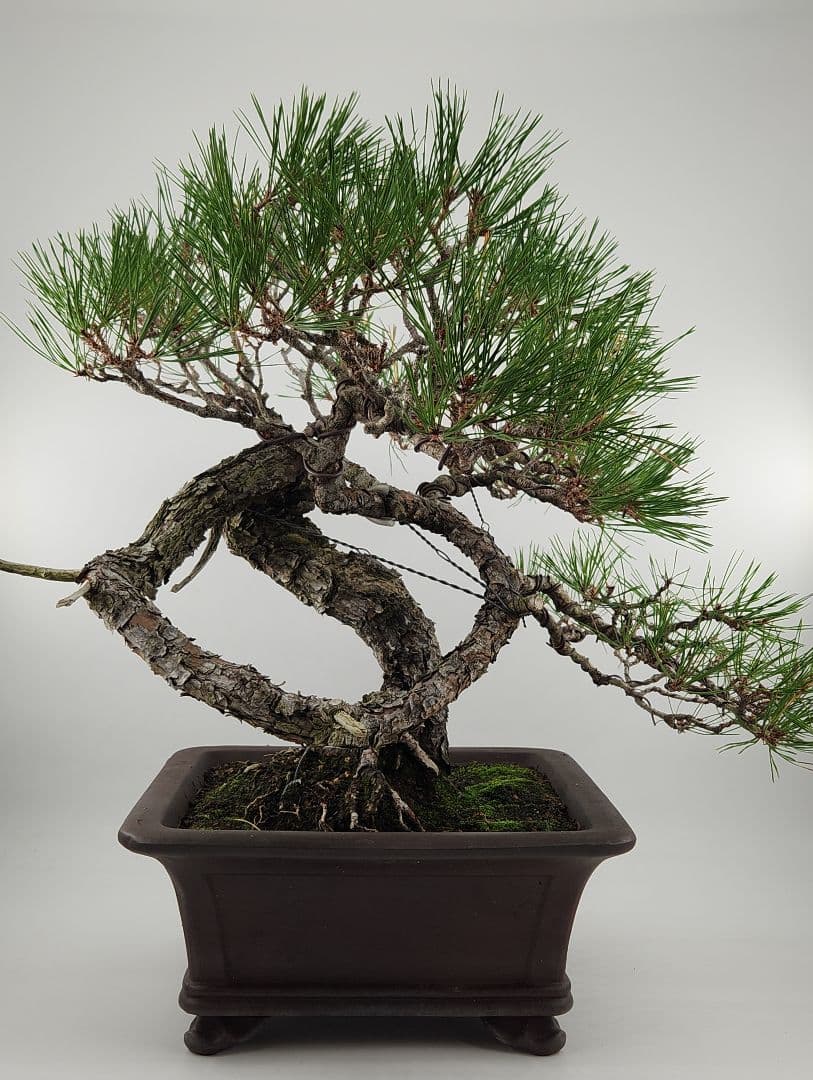 お正月セール 10日まで 大品 懸崖 赤松盆栽 五葉松盆栽 真柏盆栽 懸崖 真柏