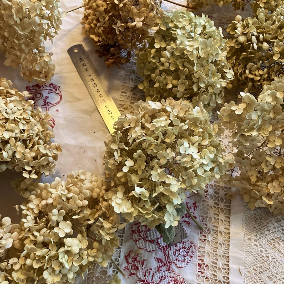 ドライフラワー　アナベル　紫陽花　インテリア　　「訳あり」　ディスプレイ　花材