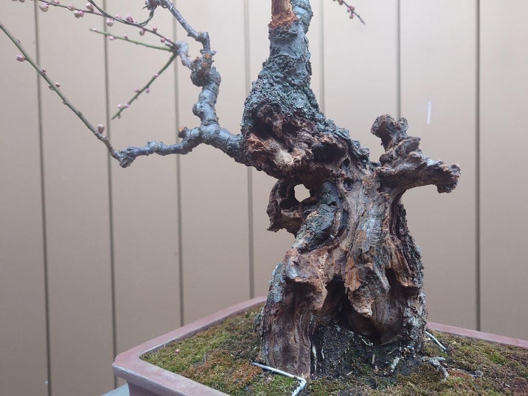 盆栽　野梅　樹高56cm