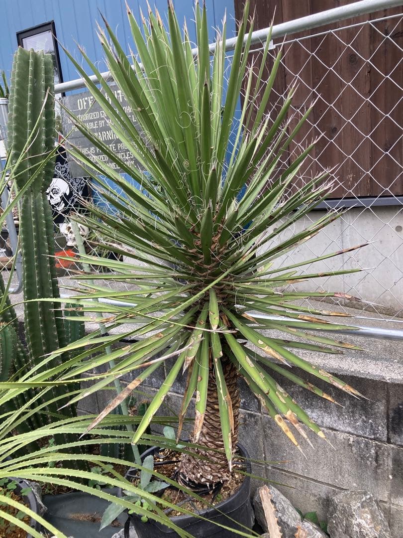 耐寒性ユッカ　フィリフェラ太大株◇ドライガーデン南国アガベ多肉サボテン　ヤシ島