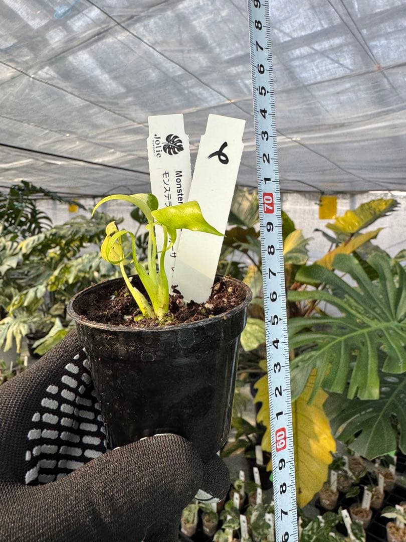 6 モンステラ　デリシオーサ　レオンライム　レモンライム