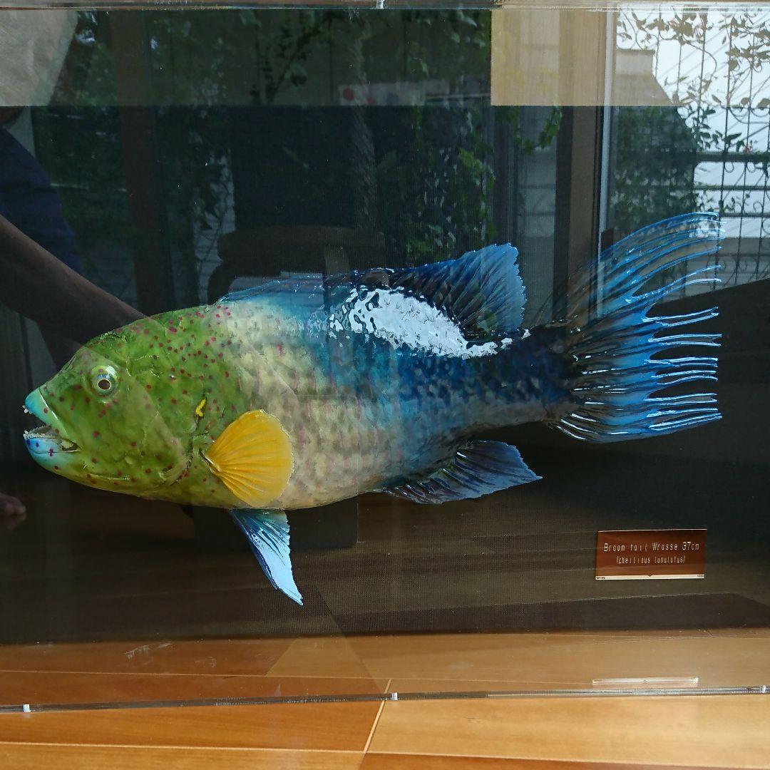ブルームテールラス 海水魚 剥製