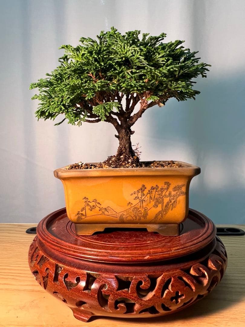 A*I様 連山檜　鉢かっこいいです