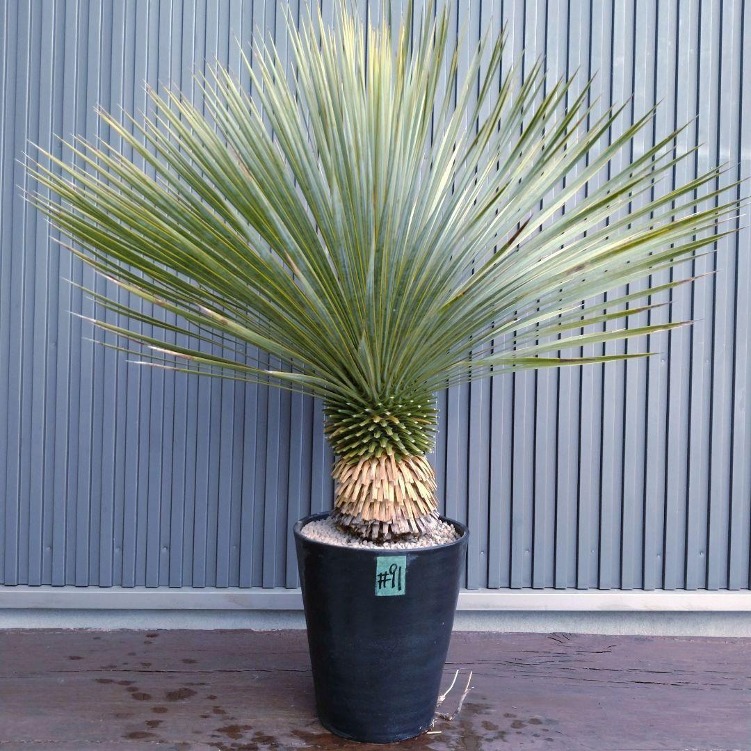 #91 ユッカ ロストラータ yucca rostrata（発根済）