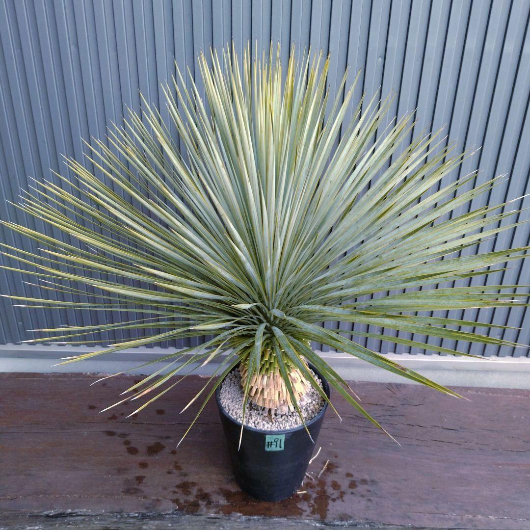 #91 ユッカ ロストラータ yucca rostrata（発根済）