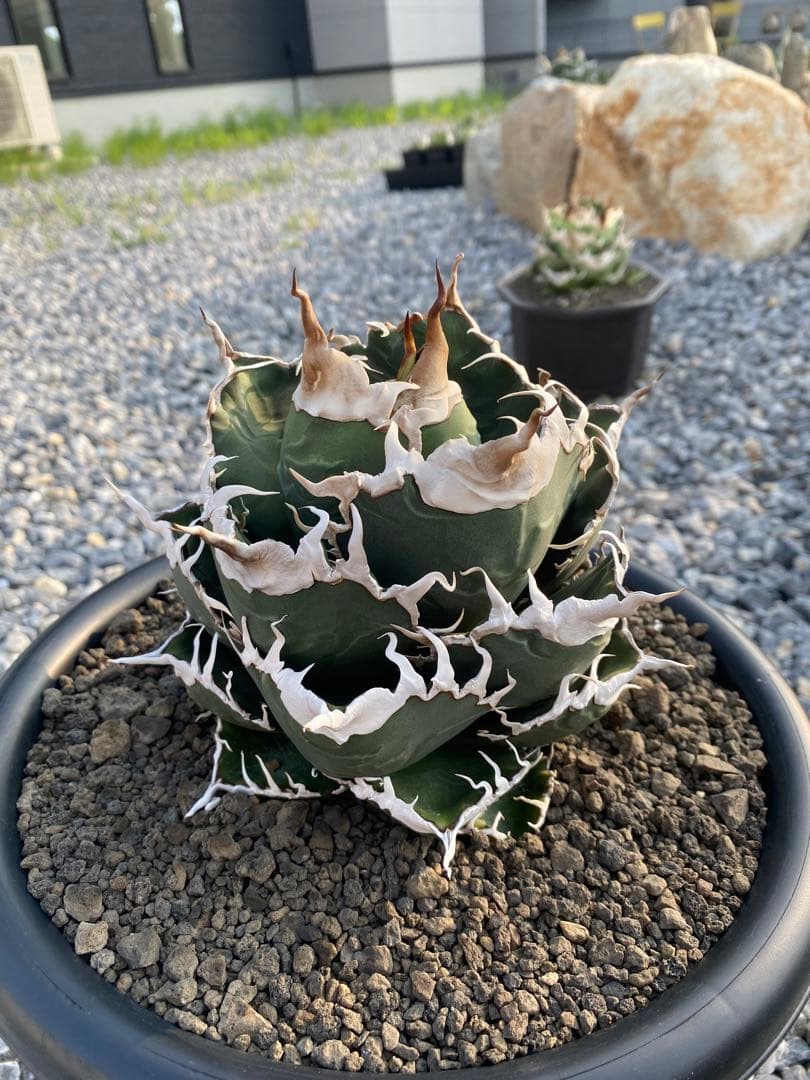 アガベ　スーパーチタノタ　悪魔くん