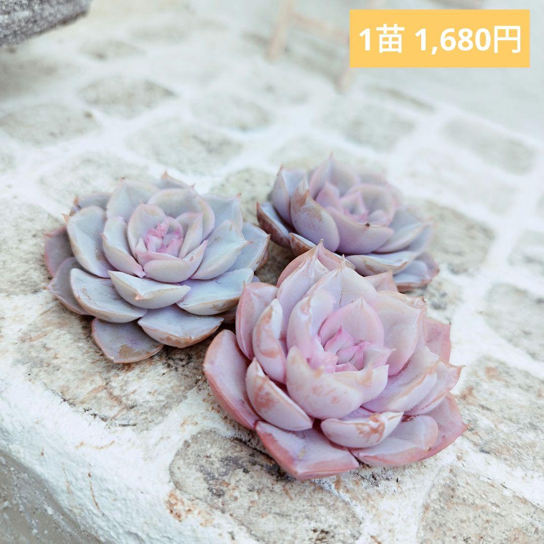 ピンキールミ◎多肉植物 カット苗 輸入苗 エケベリア等