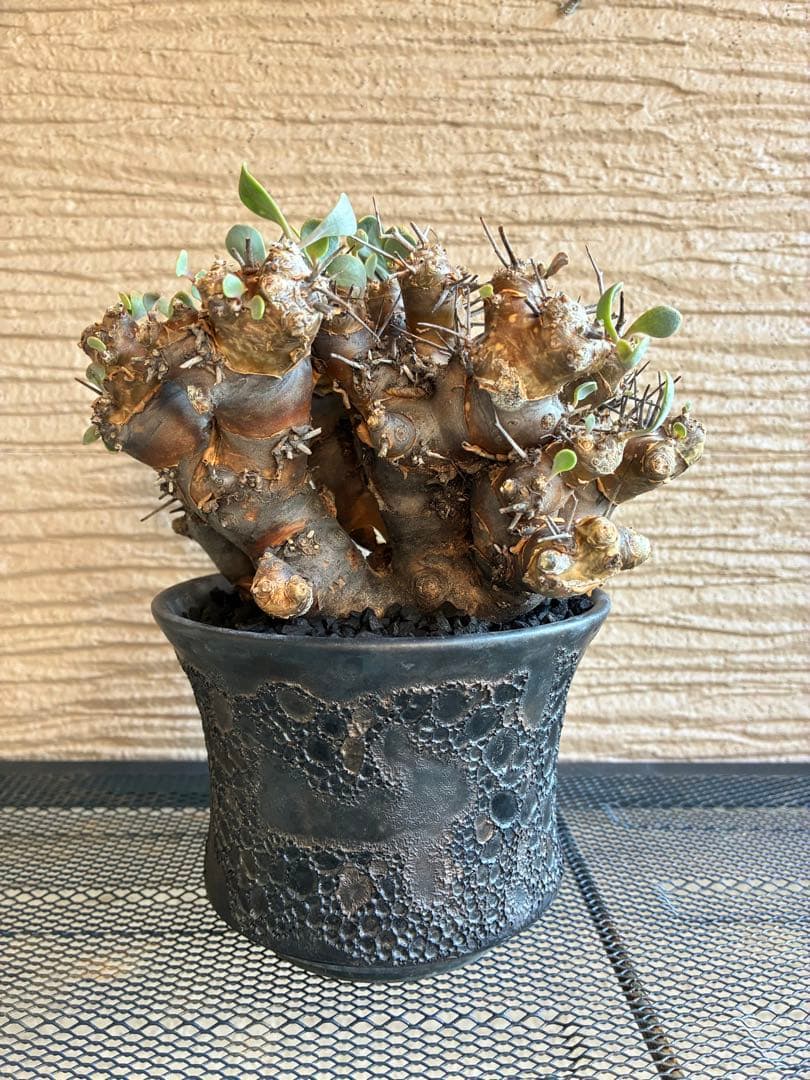 オトンナ ユーフォルビオイデス