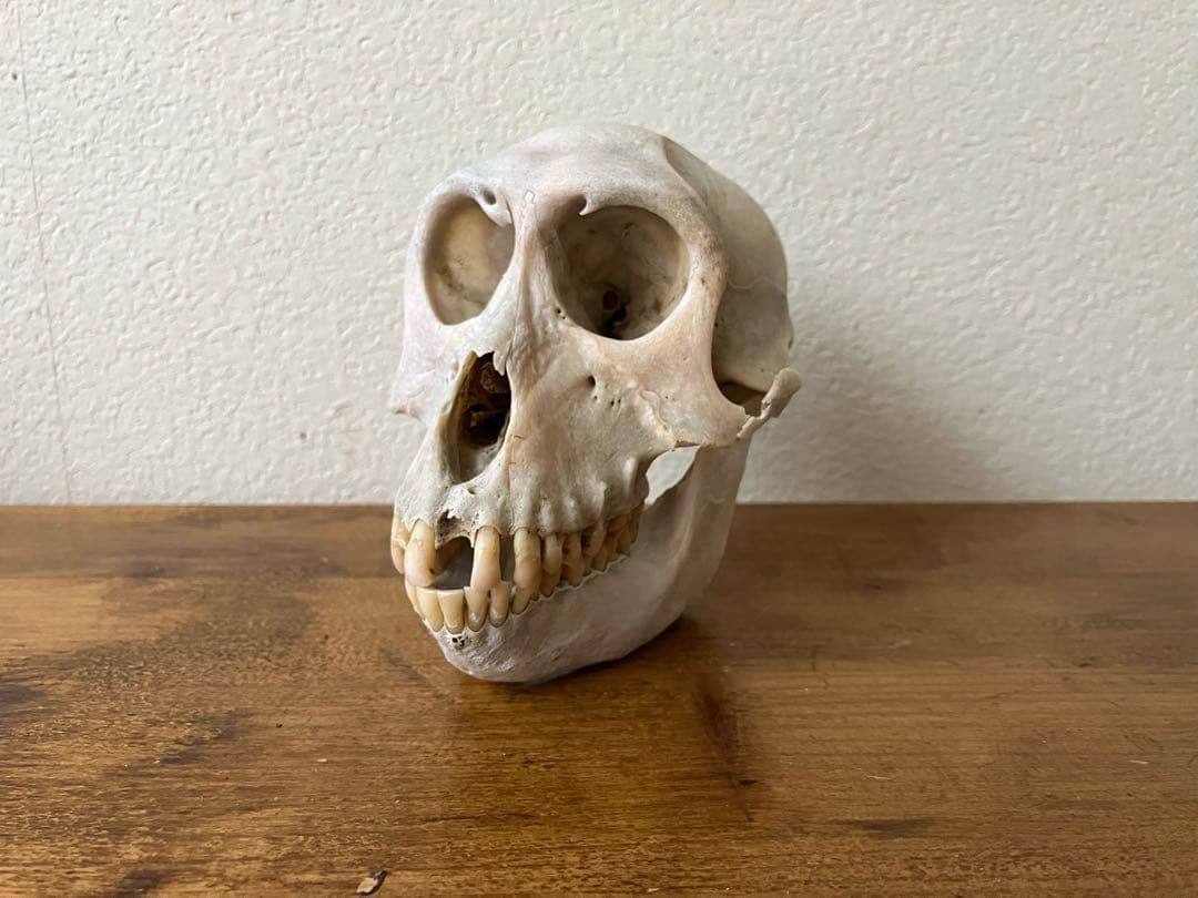 【希少 】ニホンザルの頭骨（スカル）