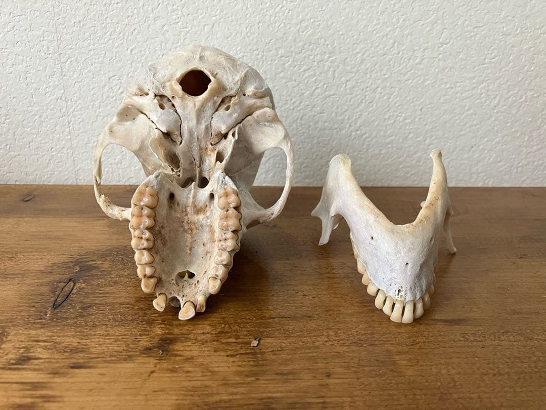 【希少 】ニホンザルの頭骨（スカル）