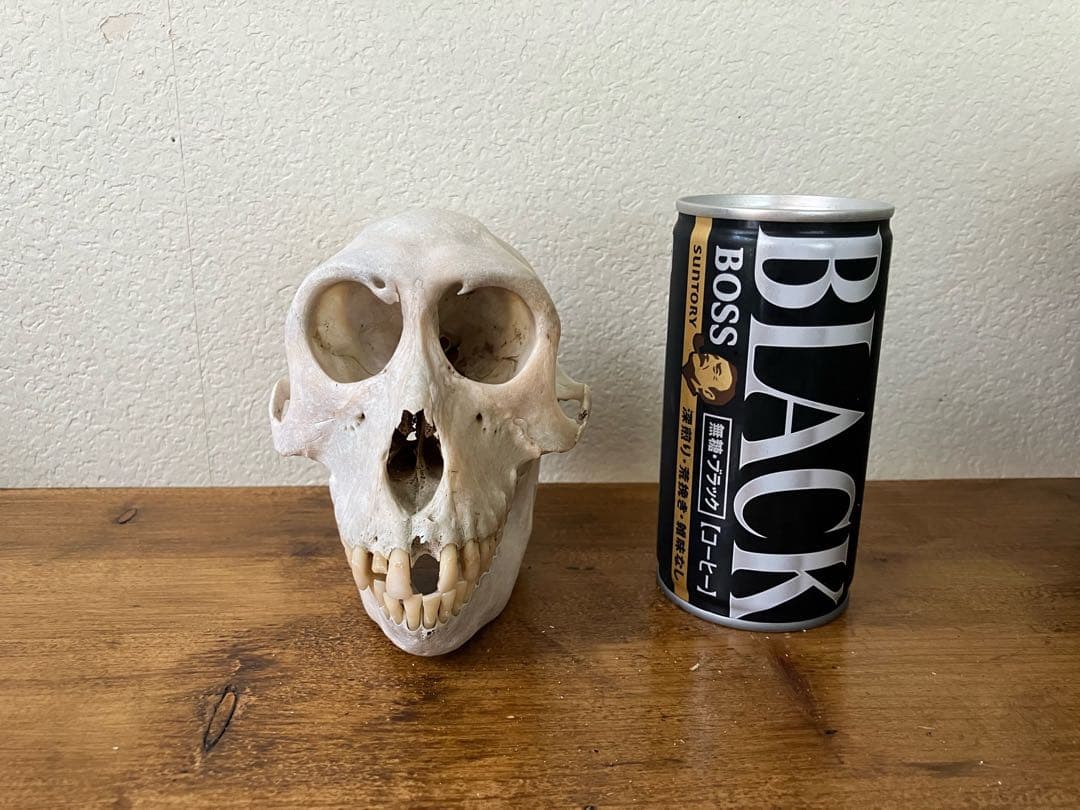 【希少 】ニホンザルの頭骨（スカル）