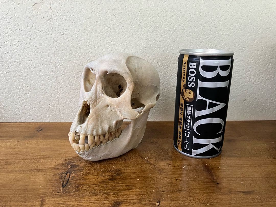 【希少 】ニホンザルの頭骨（スカル）