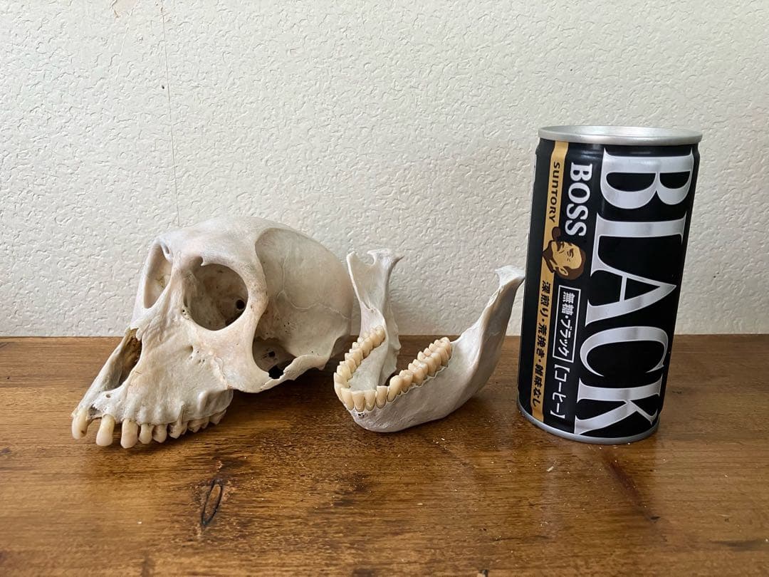 【希少 】ニホンザルの頭骨（スカル）