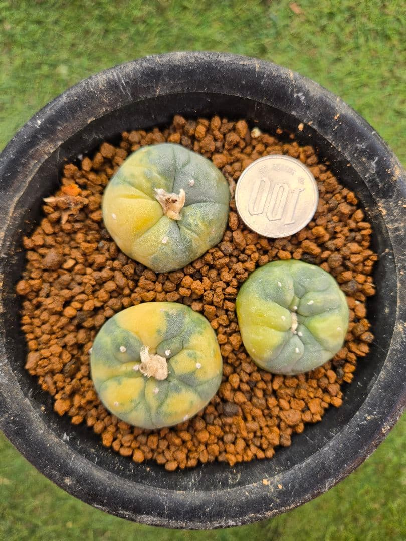 疣銀冠玉 X 疣銀冠玉錦-実生 セット3本