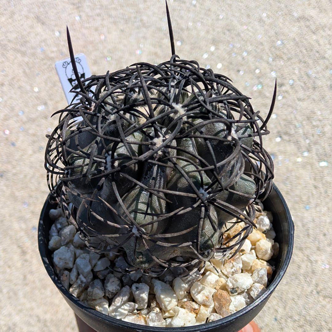 ハ*チ様 グリセオビオラセア 鉢植え メルカリ便送料込み