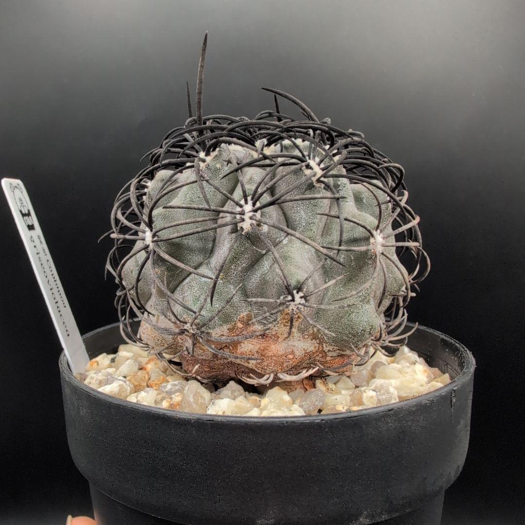 ハ*チ様 グリセオビオラセア 鉢植え メルカリ便送料込み