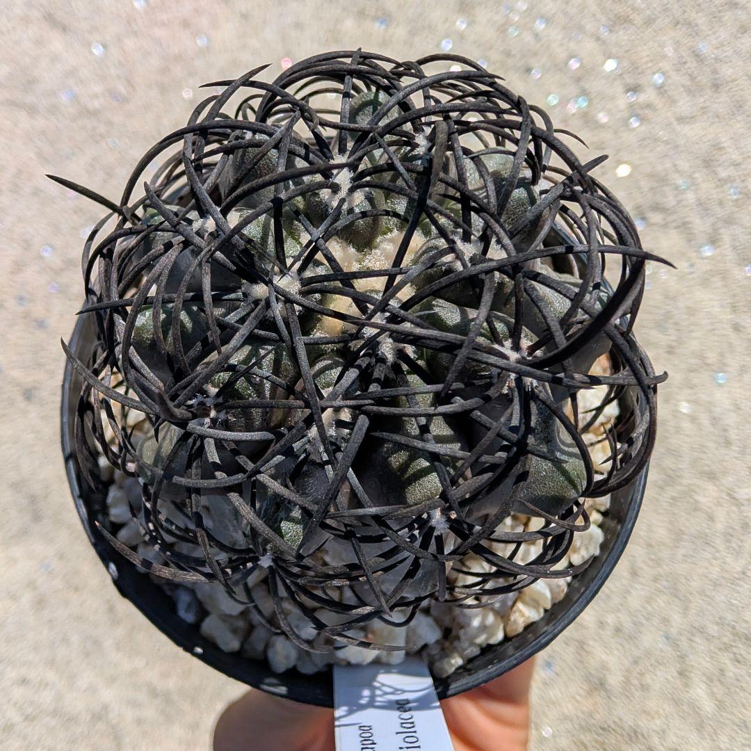 ハ*チ様 グリセオビオラセア 鉢植え メルカリ便送料込み