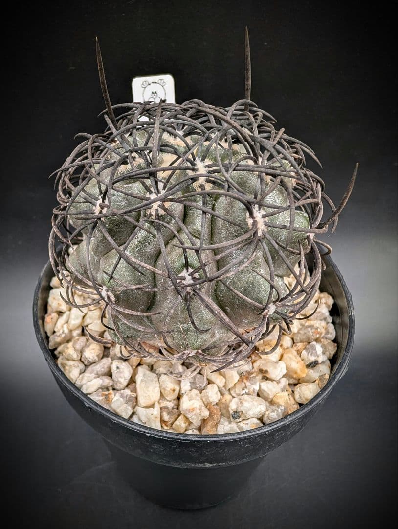 ハ*チ様 グリセオビオラセア 鉢植え メルカリ便送料込み