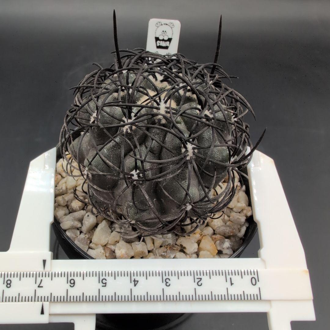 ハ*チ様 グリセオビオラセア 鉢植え メルカリ便送料込み