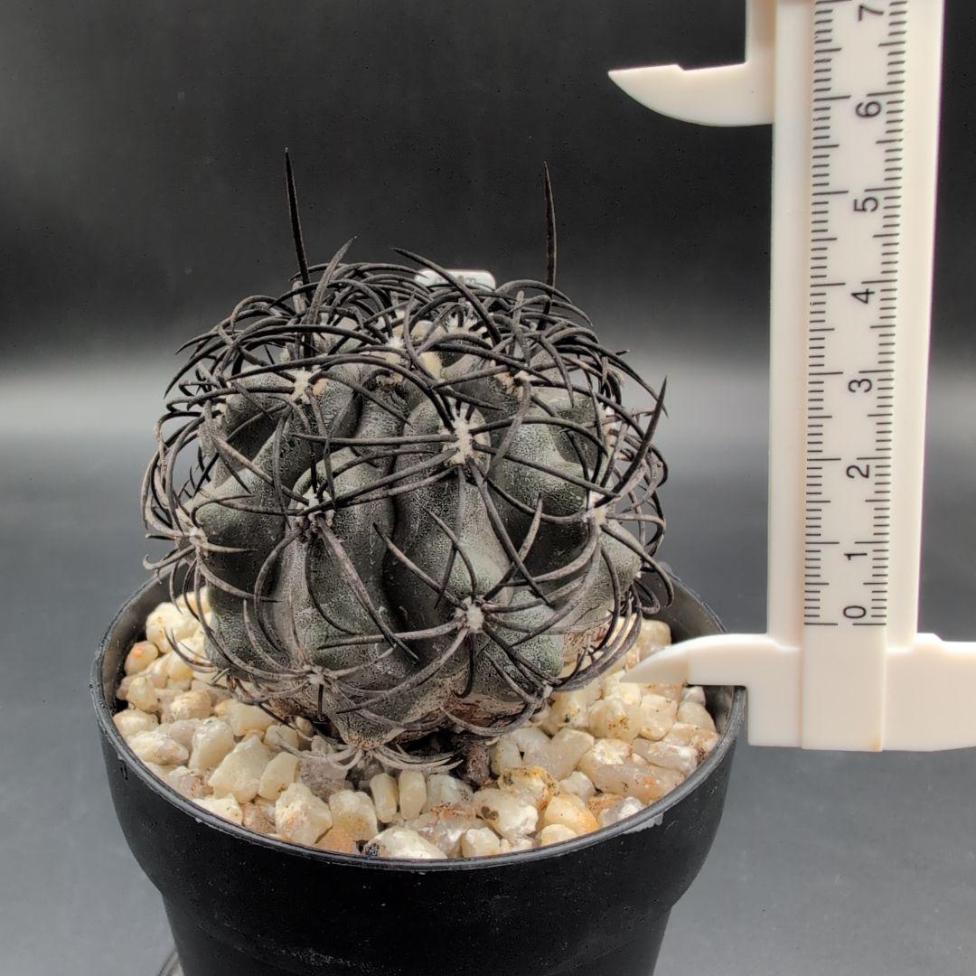 ハ*チ様 グリセオビオラセア 鉢植え メルカリ便送料込み