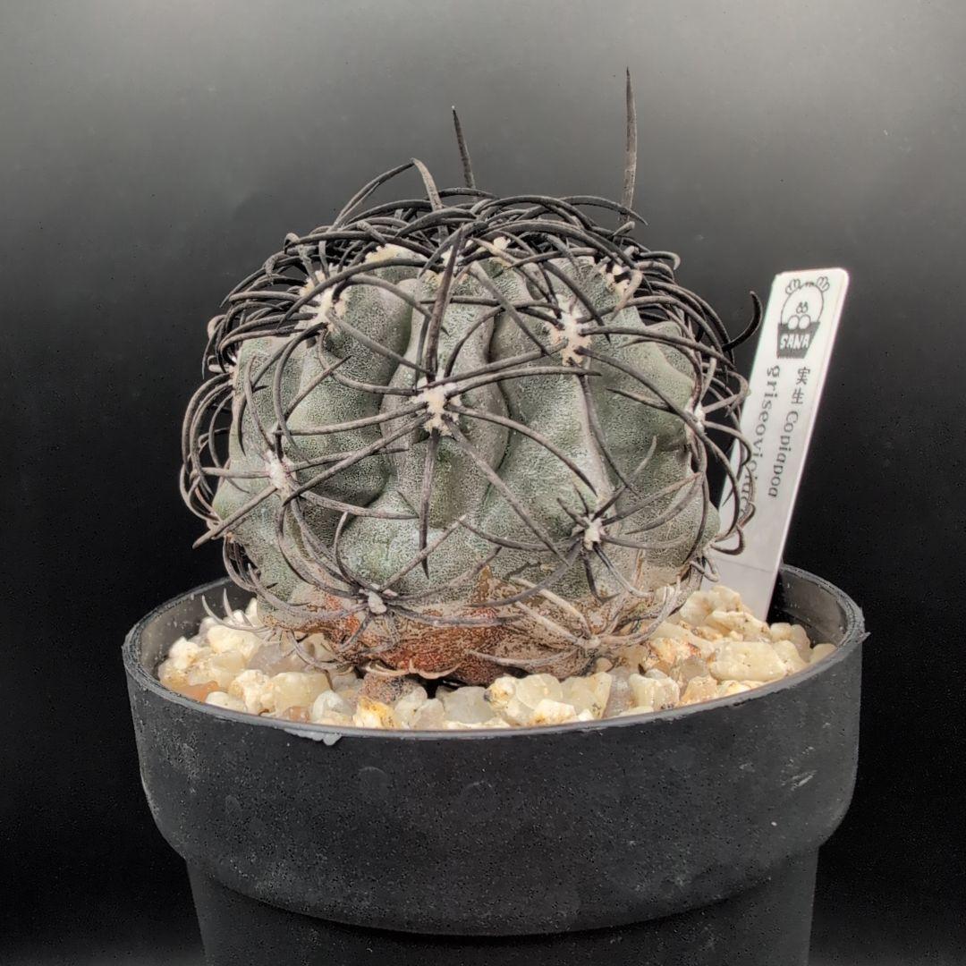 ハ*チ様 グリセオビオラセア 鉢植え メルカリ便送料込み