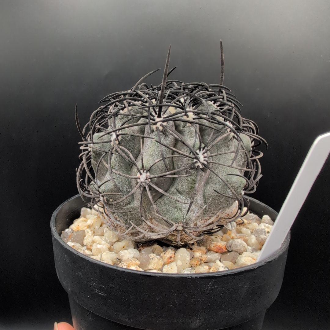 ハ*チ様 グリセオビオラセア 鉢植え メルカリ便送料込み